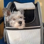 Shag z Kamenice n. L. – fotografie 25