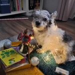 Shag z Kamenice n. L. – fotografie 24