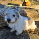 Shag z Kamenice n. L. – fotografie 23