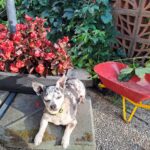 Flek z Kamenice n. L. – fotografie 22