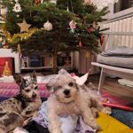 Shag z Kamenice n. L. – fotografie 22