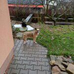 Haidi – fotografie 9