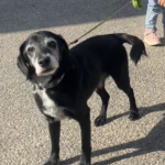 Ťapík – fotografie 28