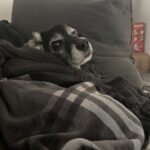 Ťapík – fotografie 30