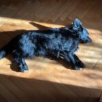 Wolf – fotografie 9