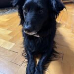 Wolf – fotografie 12