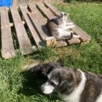 Kala – fotografie 22