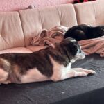 Kala – fotografie 25