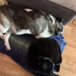 Kala – fotografie 26