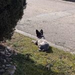 Bobša – fotografie 27