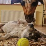 Karlička – fotografie 30