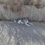 Kevin – fotografie 21