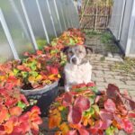 Kevin – fotografie 23