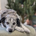 Kulička – fotografie 31