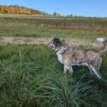 Kulička – fotografie 32