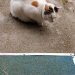 Meruňka – fotografie 14