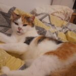 Pomněnka – fotografie 17