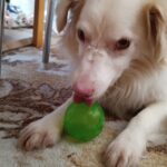 Žoldík – fotografie 23