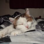 Olík – fotografie 23