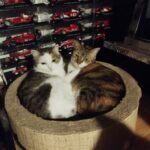 Olík – fotografie 24