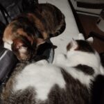 Olík – fotografie 25