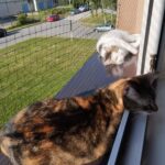 Olík – fotografie 26