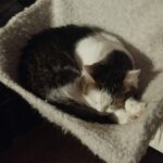 Olík – fotografie 27