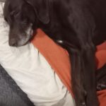 Richie – fotografie 24