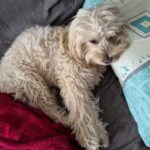 Charlie – fotografie 35