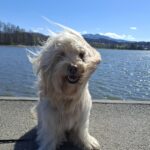 Charlie – fotografie 37