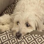 Chloe – fotografie 37
