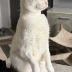 Zuleika – fotografie 17