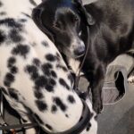 Barka – fotografie 22