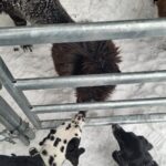 Barka – fotografie 25