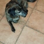 Bugsy – fotografie 15