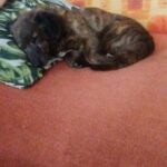 Bugsy – fotografie 16