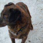 Bugsy – fotografie 17