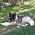 Daisy – fotografie 18