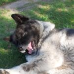 Daisy – fotografie 19