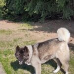 Daisy – fotografie 20