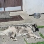 Daisy – fotografie 21