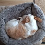 Nick – fotografie 16