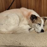 Rumcajs – fotografie 25