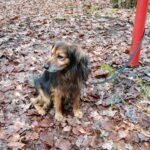 Danda – fotografie 22