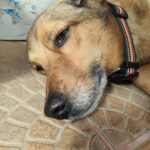 Monte – fotografie 17