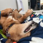 Andulka – fotografie 30