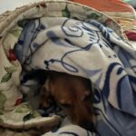 Andulka – fotografie 32