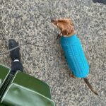 Andulka – fotografie 33