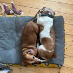 Andulka – fotografie 34