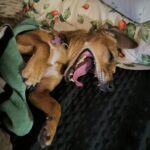 Andulka – fotografie 36